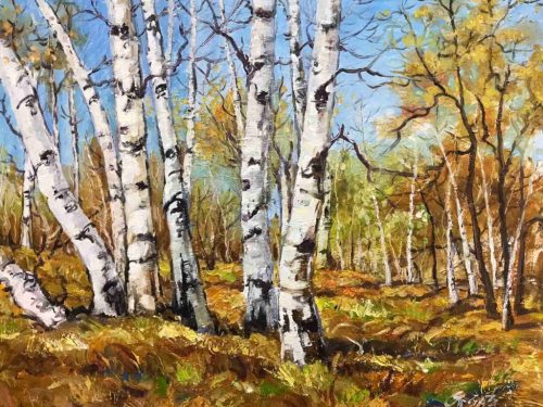 原图 深秋白桦