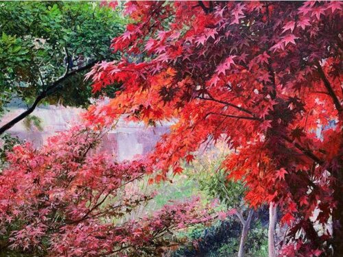 unnamed-file-6.jpg 红绿相间